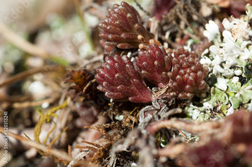 foglie rosse di sedum album