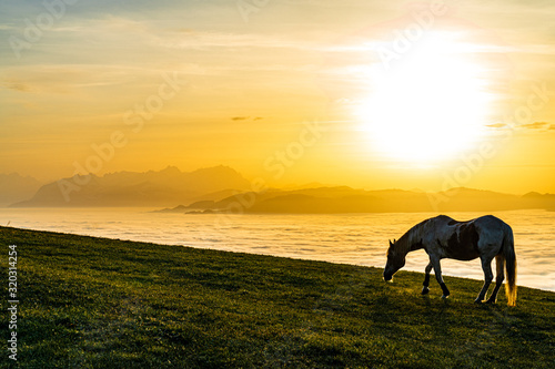 Pferd grast über Nebelmeer, mystische, mythische, märchenhafte Stimmung im Sonnenuntergang über Rheintal und Bodensee mit Blick auf den Alpstein © JM Soedher