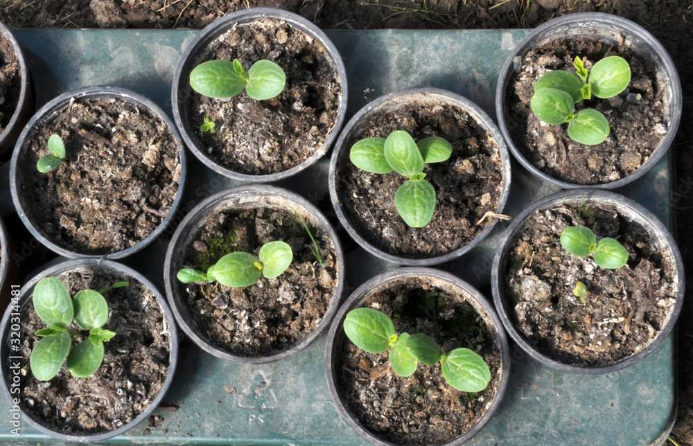 Growing seedlings of cucumbers in plastic pots Growing seedlings of cucumbers in plastic pots