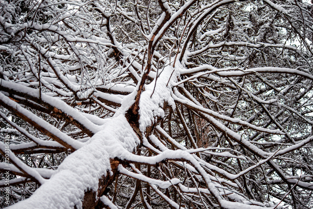 Tree under snow white and fluffy Tree under snow white and fluffy