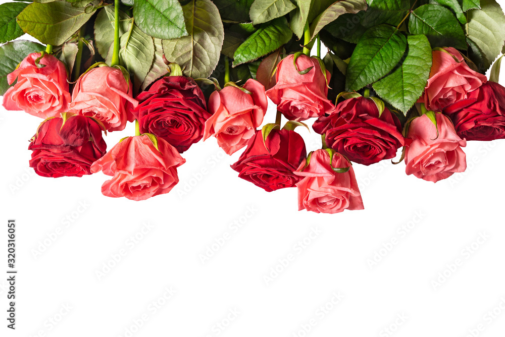 Gorgeous roses for the holiday on a white background. Isolate