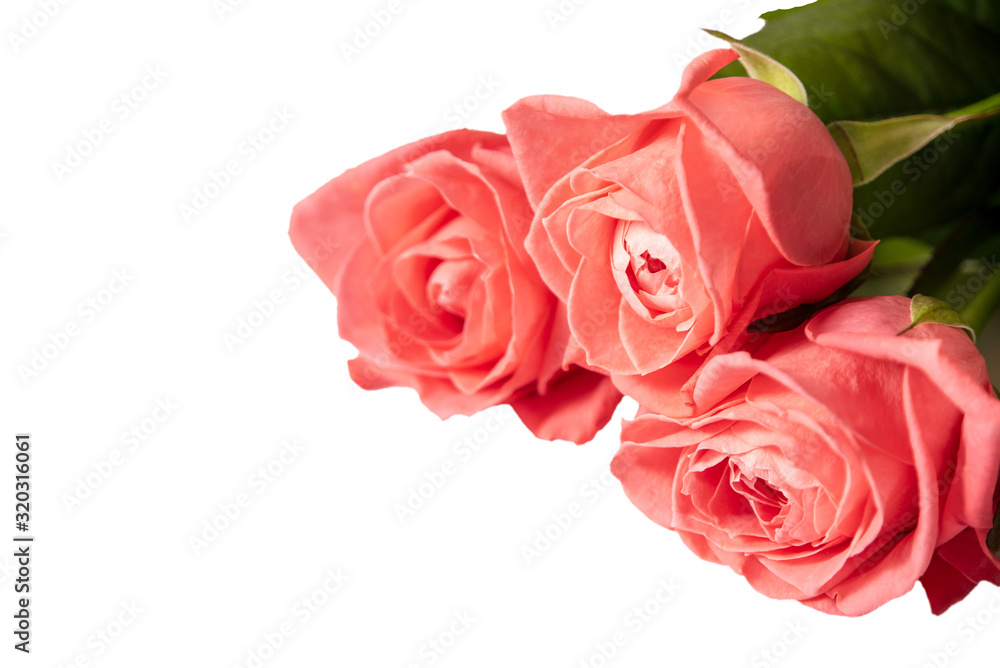 Three beautiful pink rosebuds on a white background. Isolate Three beautiful pink rosebuds on a white background. Isolate