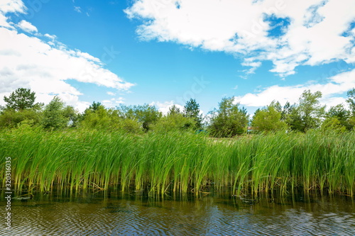 Growing reeds in the bay of the river against the background of the forest and cloudy blue sky on a summer day. photo