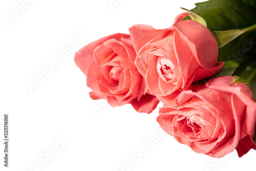 Three beautiful pink rosebuds on a white background. Isolate