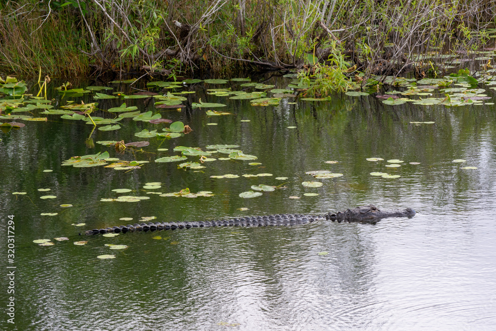 Florida 2016 Keys alligator in the swamp Florida 2016 Keys alligator in the swamp
