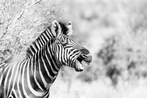 Black and White Zebra  Equus quagga  looking as if it s laughing  taken in Kruger Park  South Africa