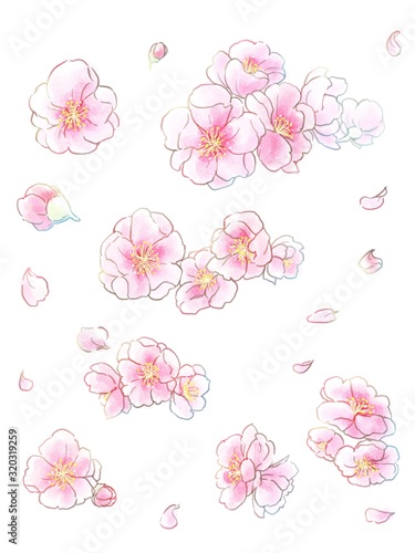 桃の花手描きイラスト 水彩風 Stock Illustration Adobe Stock
