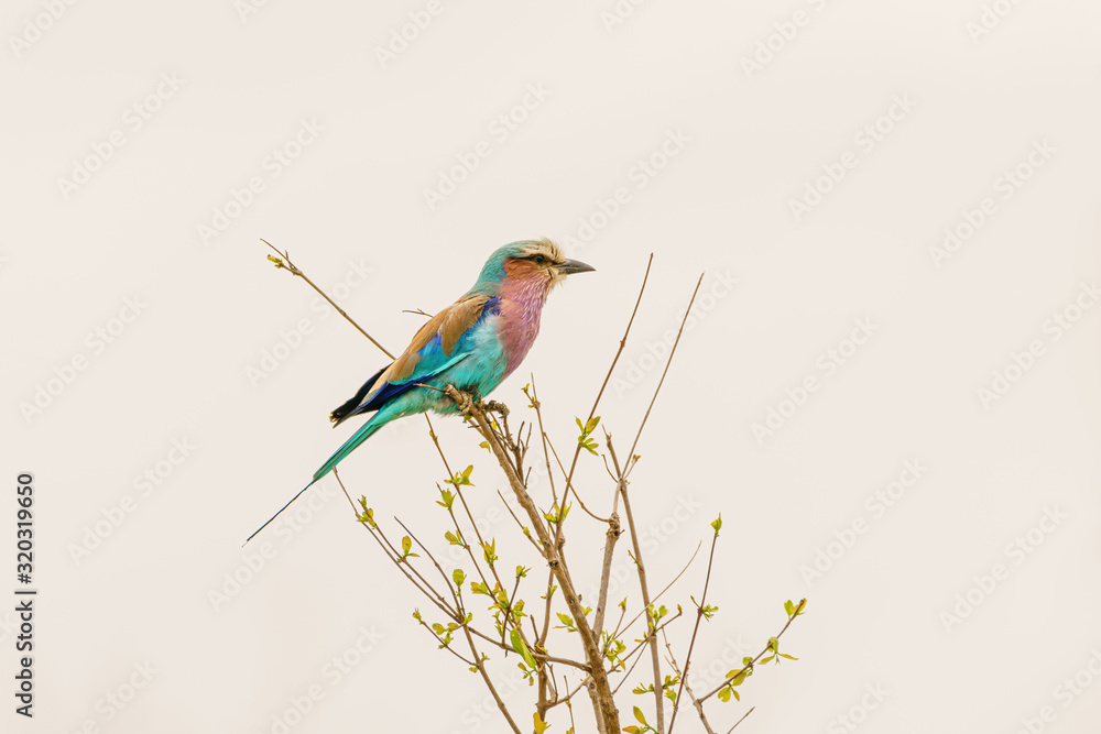 Lilac-Breasted Roller (Coracias caudatus) perched at the top of a small bush, in South Africa