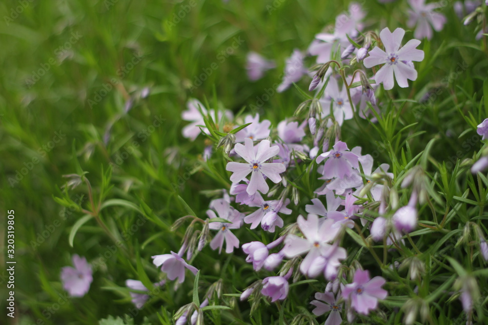 A carpet of small lilac flowers. Garden plants. Spring background. A carpet of small lilac flowers. Garden plants. Spring background.