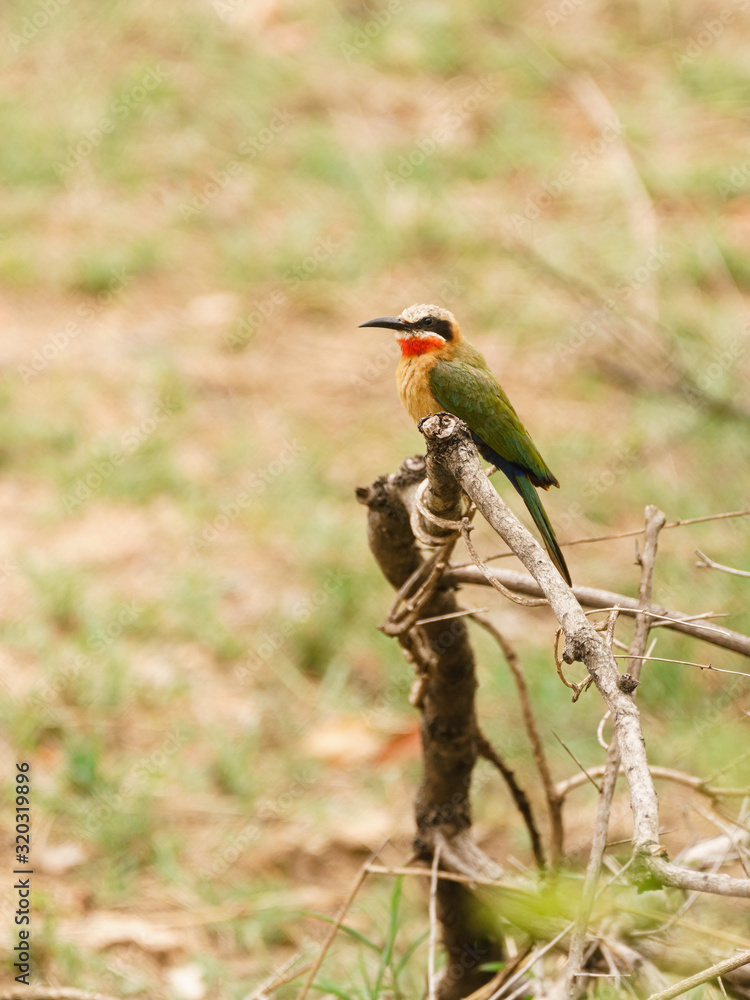 White-fronted Bee-eater (Merops bullockoides) perched on top of dead bush in South Africa