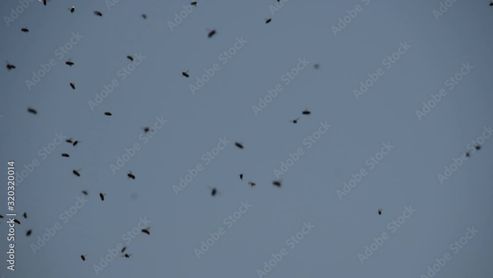 Swarm of honey bees flying against blue sky Swarm of honey bees flying against blue sky