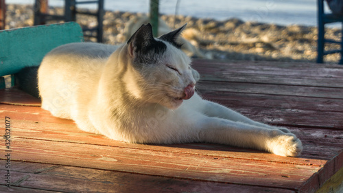 Closeup of a young white and black cat lying and licking itself on the wooden table.