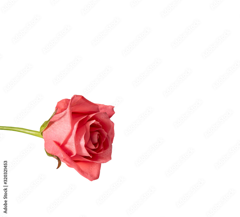 Delicate pink rose bud on a white background. Isolate Delicate pink rose bud on a white background. Isolate