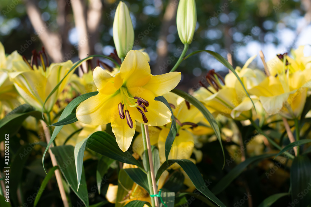 Yellow Lily blooming beautiful in the garden Yellow Lily blooming beautiful in the garden