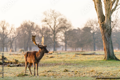 Fallow Deer  Dama dama  stag in early morning light  in London