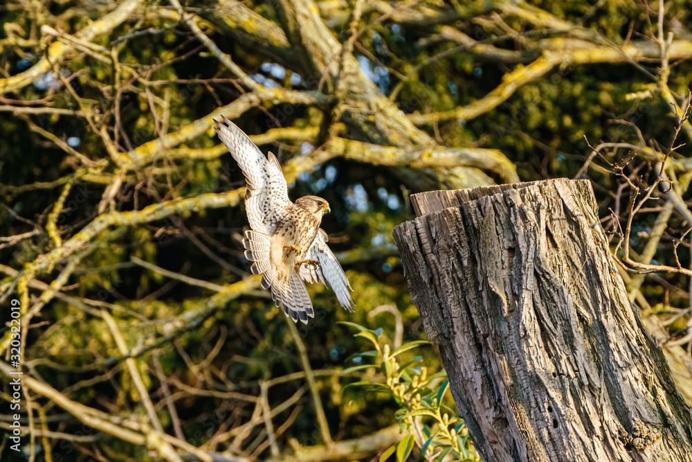 Common Kestrel (Falco tinnunculus) flying towards a tree stump to land, taken in England