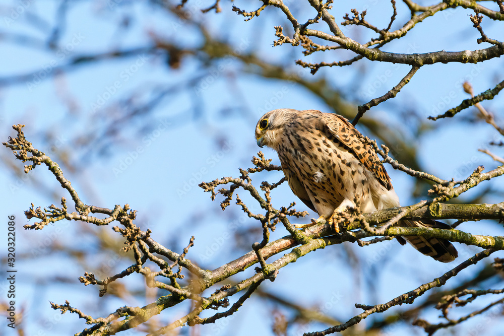 Common Kestrel (Falco tinnunculus) perched in a tree in daylight, in London Common Kestrel (Falco tinnunculus) perched in a tree in daylight, in London