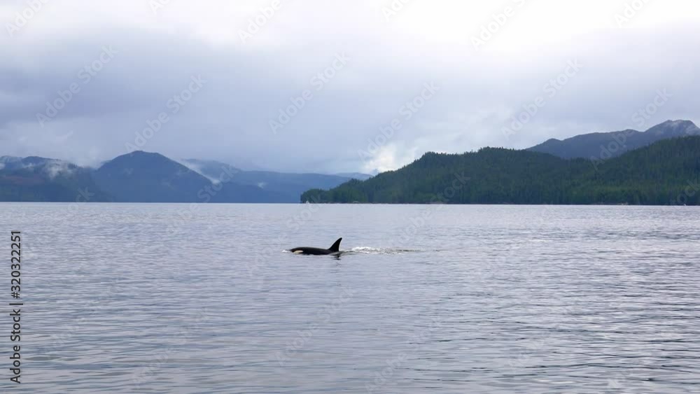 Wonderful tracking shot, close up, of killer whale (orca) pod swimming and breathing around Vancouver Island, Canada. Wonderful tracking shot, close up, of killer whale (orca) pod swimming and breathing around Vancouver Island, Canada.