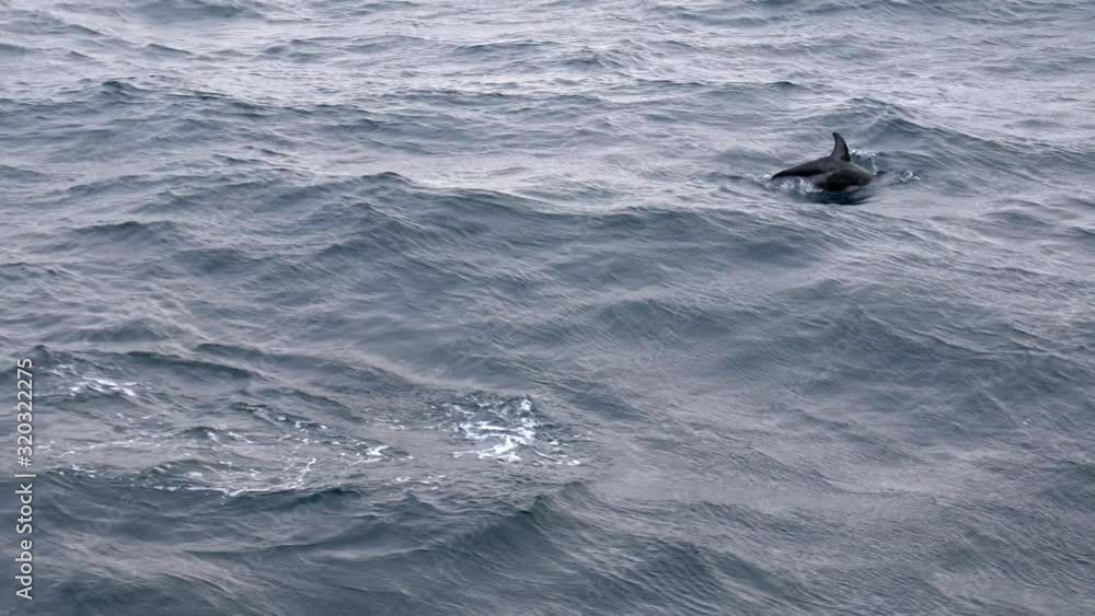 Pacific white-sided dolphin school swimming and jumping close to boat, Pacific Northwest, North America. Pacific white-sided dolphin school swimming and jumping close to boat, Pacific Northwest, North America.