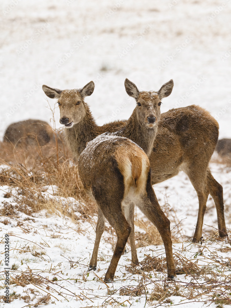 Red deer (Cervus elaphus) doe in snow, looking over shoulder to camera, taken in UK Red deer (Cervus elaphus) doe in snow, looking over shoulder to camera, taken in UK