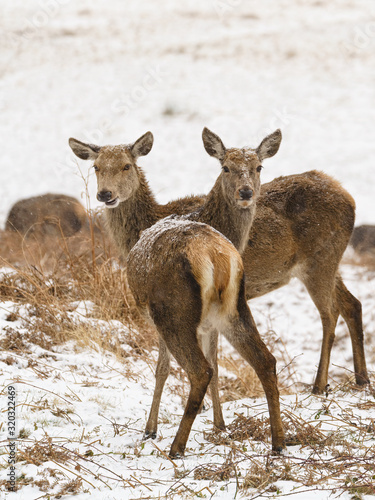 Red deer  Cervus elaphus  doe in snow  looking over shoulder to camera  taken in UK