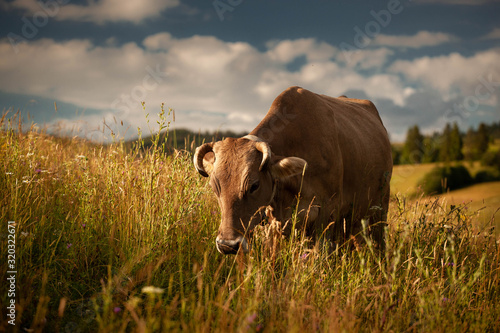 cow eat in the meadow, green grass © Maria