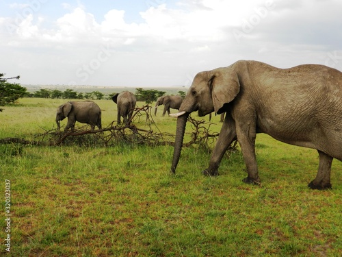 Group of elephants in the beautiful African savannah