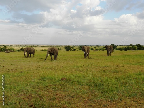 Group of elephants in the beautiful African savannah © silentstock639
