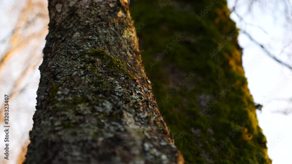 A tree going in focus