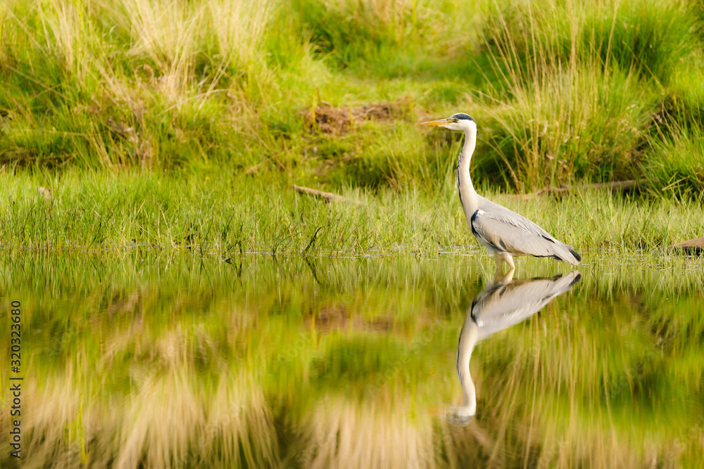 Fototapeta premium Grey Heron (Ardea cinerea) on a still pond in spring in London