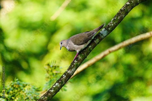 West Peruvian Dove (Zenaida meloda) climbing down a branch, in Costa Rica photo
