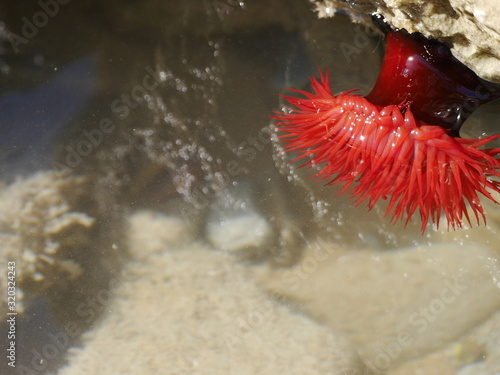ukwiał koński czerwony .koralowiec