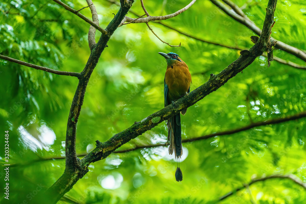 Blue-crowned Motmot (Momotus momota) in the shade of dense forest in Costa Rica Blue-crowned Motmot (Momotus momota) in the shade of dense forest in Costa Rica