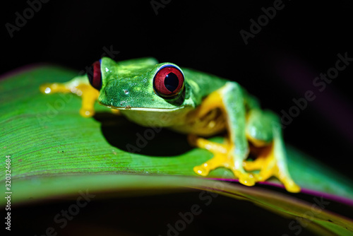Red-Eyed Tree Frog (Agalychnis callidryas) with huge eyes, taken in Costa Rica