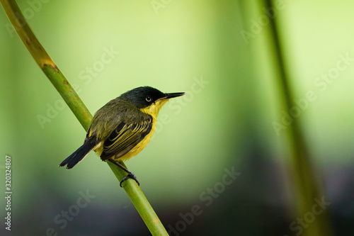 Tody-flycatcher (Todirostrum cinereum) perched on a plant stem, taken in Costa Rica photo