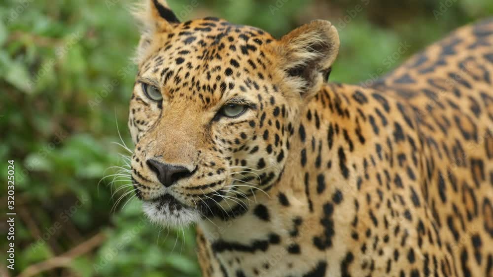Close-up of leopard portrait in Thailand, wild life concept Close-up of leopard portrait in Thailand, wild life concept