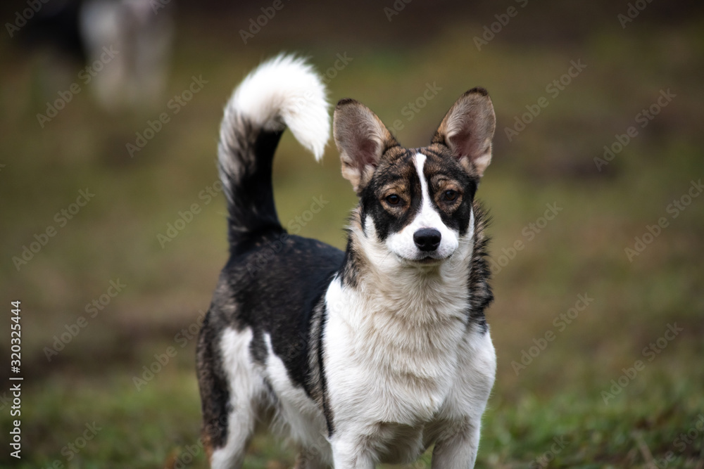 Nice black and white dog looking nature outdoor