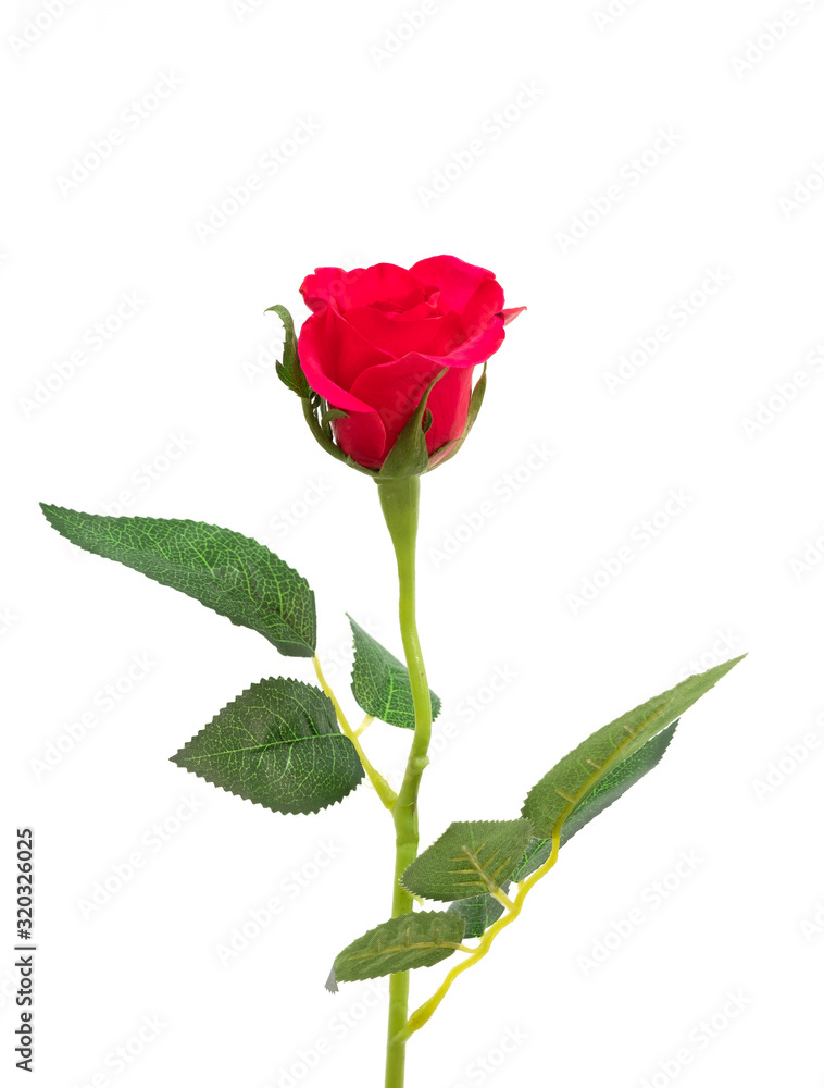 Closeup red rose isolated on white background, for decoration and happy valentine day or symbol love with copy space Closeup red rose isolated on white background, for decoration and happy valentine day or symbol love with copy space