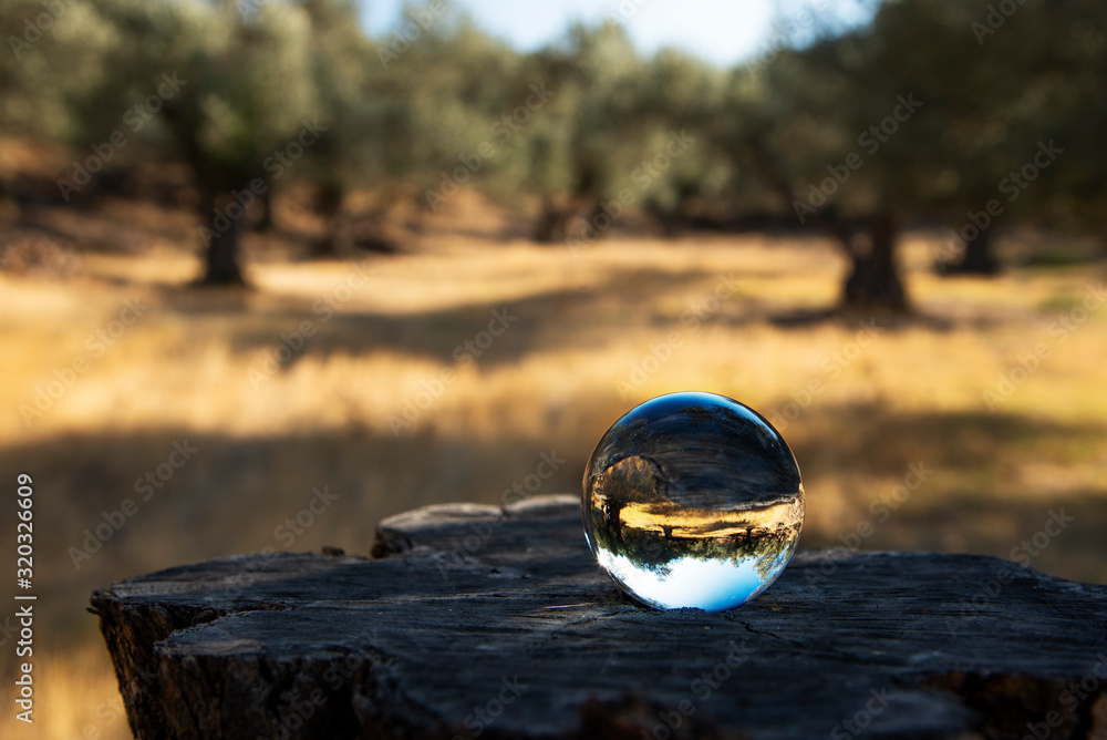 Glass ball on a cut olive trunk. Glass ball on a cut olive trunk.