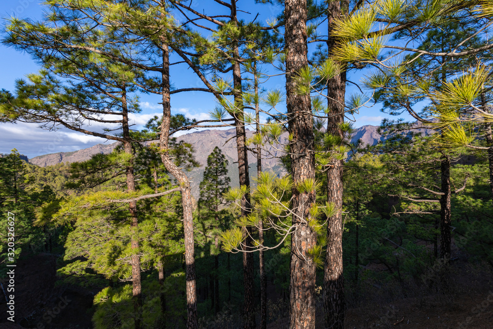 Pine forest at Caldera de Taburiente National Park. Viewpoint La Cumbrecita, La Palma, Canary Island, Spain. Pine forest at Caldera de Taburiente National Park. Viewpoint La Cumbrecita, La Palma, Canary Island, Spain.