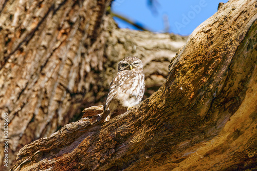 Little Owl (Athene noctua) sitting in a tree, in London