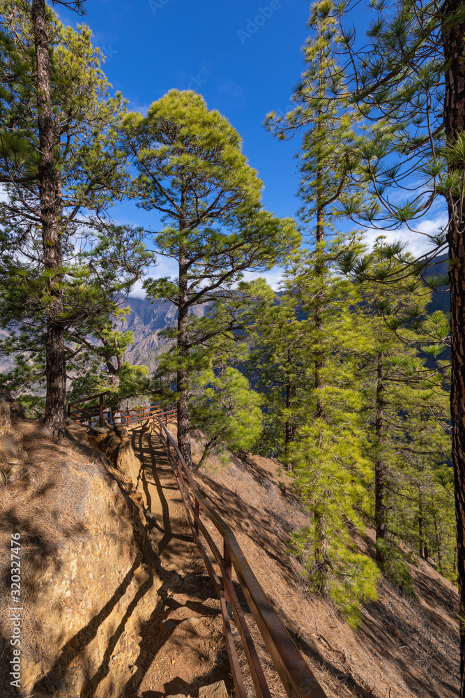 Pine forest at Caldera de Taburiente National Park. Viewpoint La Cumbrecita, La Palma, Canary Island, Spain. Pine forest at Caldera de Taburiente National Park. Viewpoint La Cumbrecita, La Palma, Canary Island, Spain.