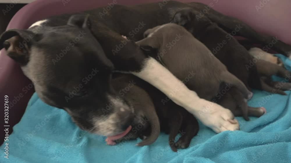 two week old American Staffordshire Terrier Puppies suckle and proud mom is watching and cleaning up two week old American Staffordshire Terrier Puppies suckle and proud mom is watching and cleaning up