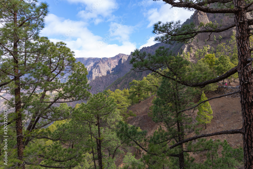 Pine forest at Caldera de Taburiente National Park. Viewpoint La Cumbrecita, La Palma, Canary Island, Spain. Pine forest at Caldera de Taburiente National Park. Viewpoint La Cumbrecita, La Palma, Canary Island, Spain.