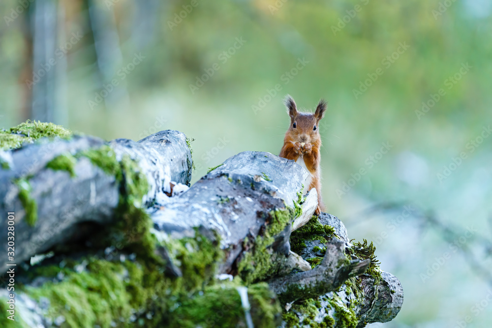 red squirrel (Sciurus vulgaris) nibbling on a nut, standing behind some logs, perthshire, Scotland