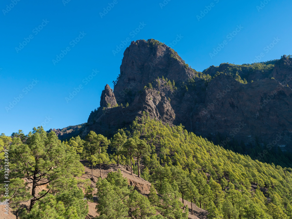 Volcanic landscape and lush pine tree forest, pinus canariensis view from Mirador de la Cumbrecita viewpoint at national park Caldera de Taburiente, volcanic crater in La Palma, Canary Islands, Spain