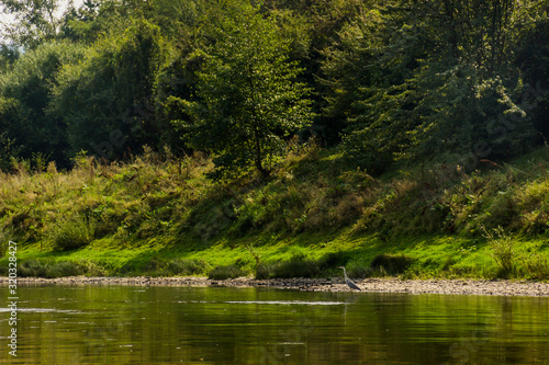 Fototapeta Naklejka Na Ścianę i Meble -  grey heron on the riverbank