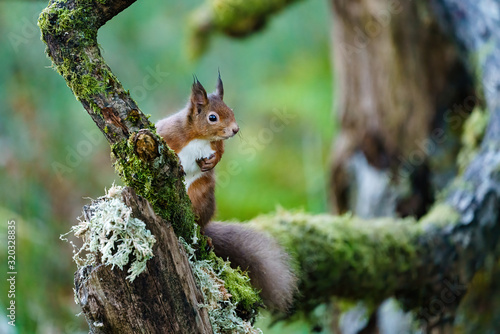 red squirrel (Sciurus vulgaris) on a mossy branch, taken in Scotland © Chris