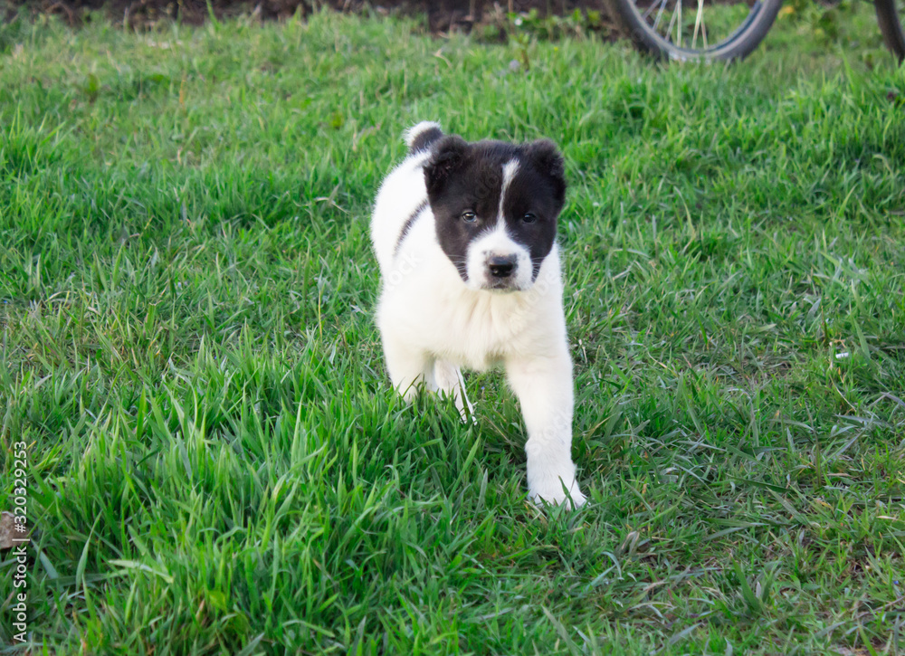 Black and white puppy Alabai runs on green grass close up