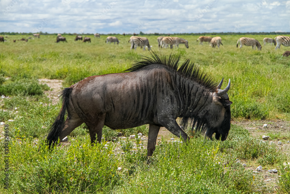 Obraz premium Wildebeest in Etosha National Park, Africa, Namibia